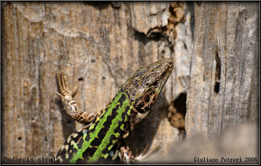 podarcis sicula, lucertola campestre